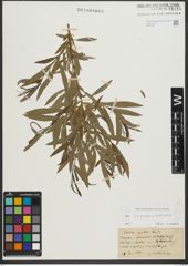 Foto von Salix purpurea L. x Salix viminalis L.